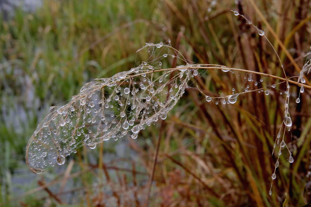 Фотография автора Николай Семенец
