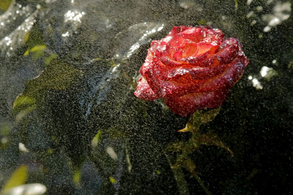 Photograph by Александр Велигура