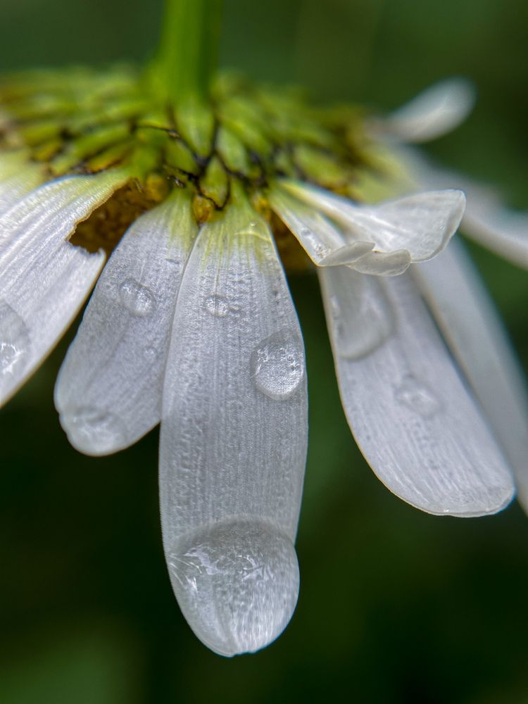 Фотография автора Анастасия
