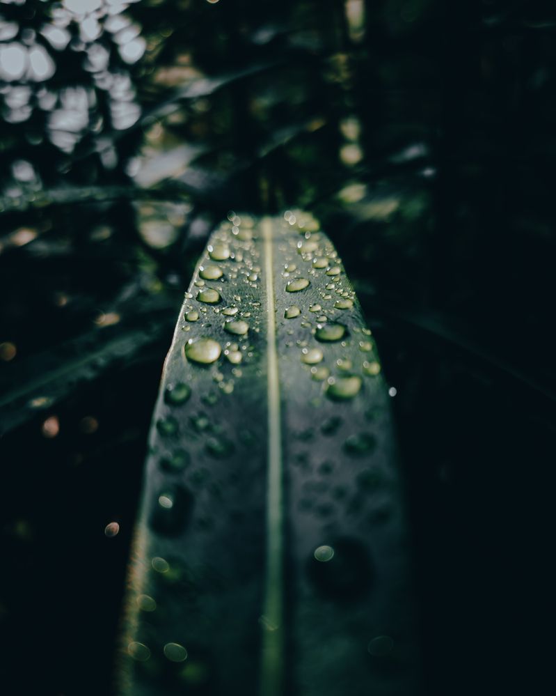 Photograph by Dhruv Mistry