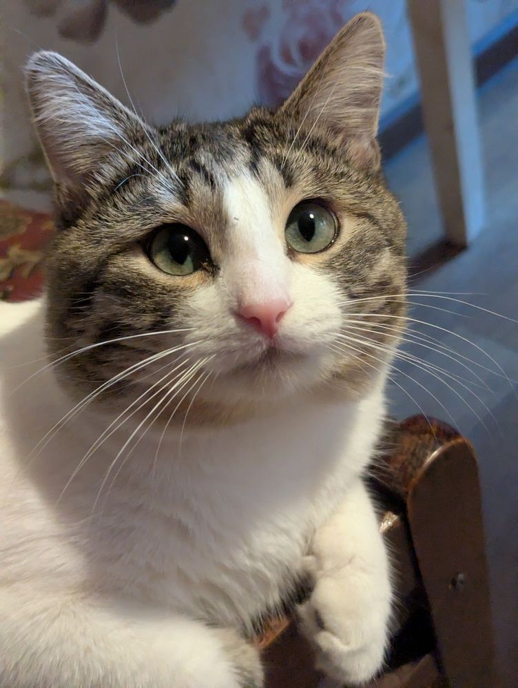 котик