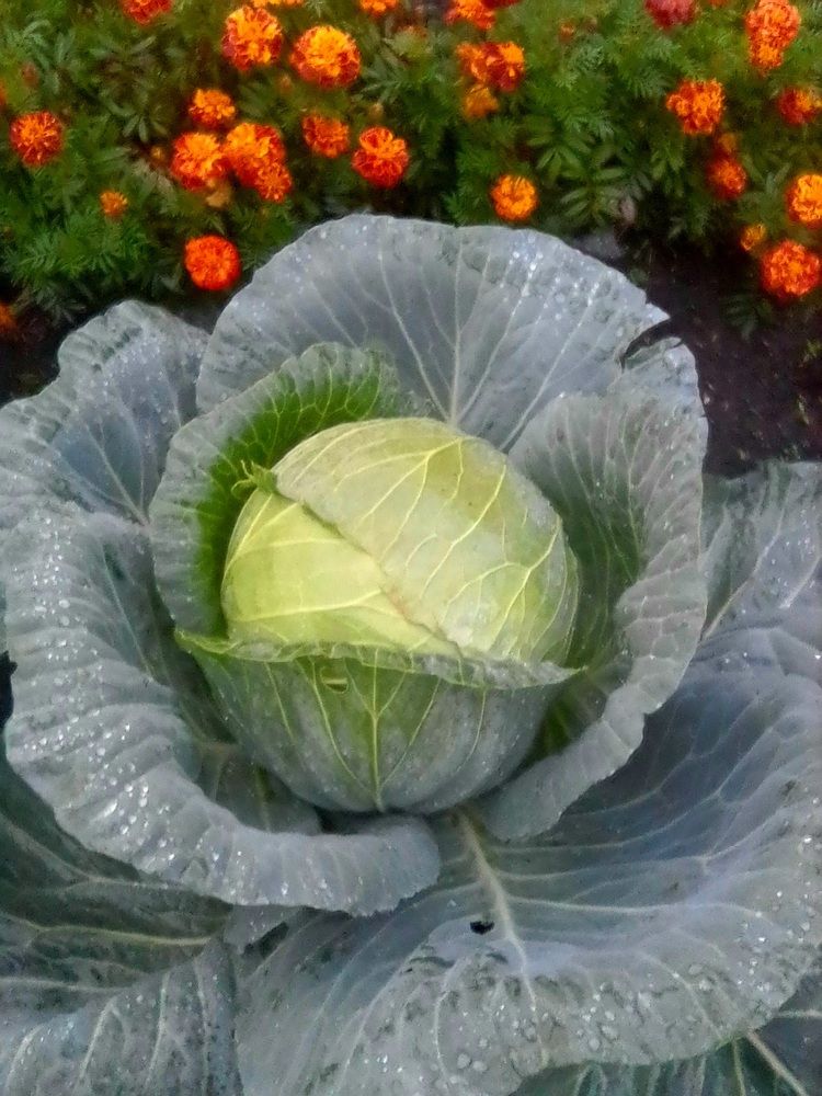 Photograph by Васильева Львовна