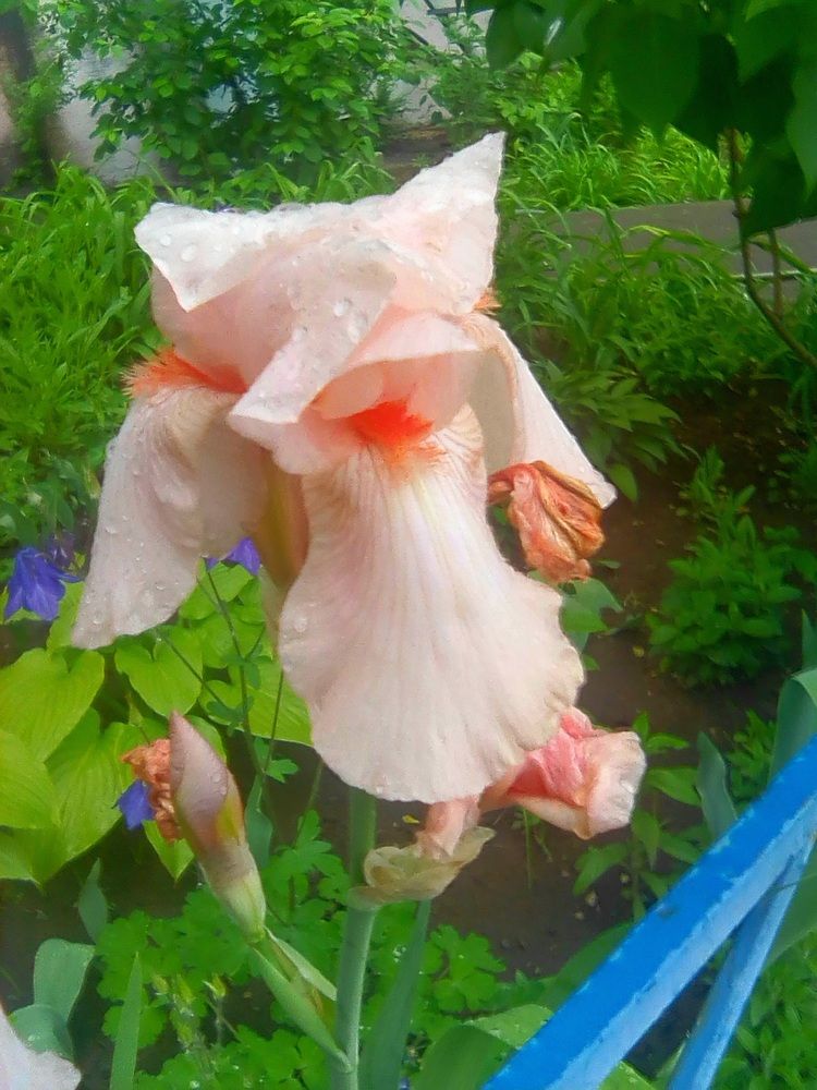 Photograph by Васильева Львовна