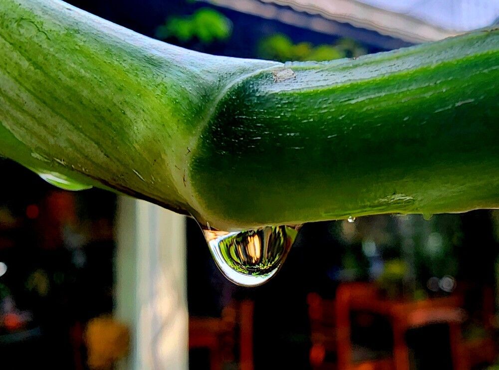 Photograph by G GOVIL