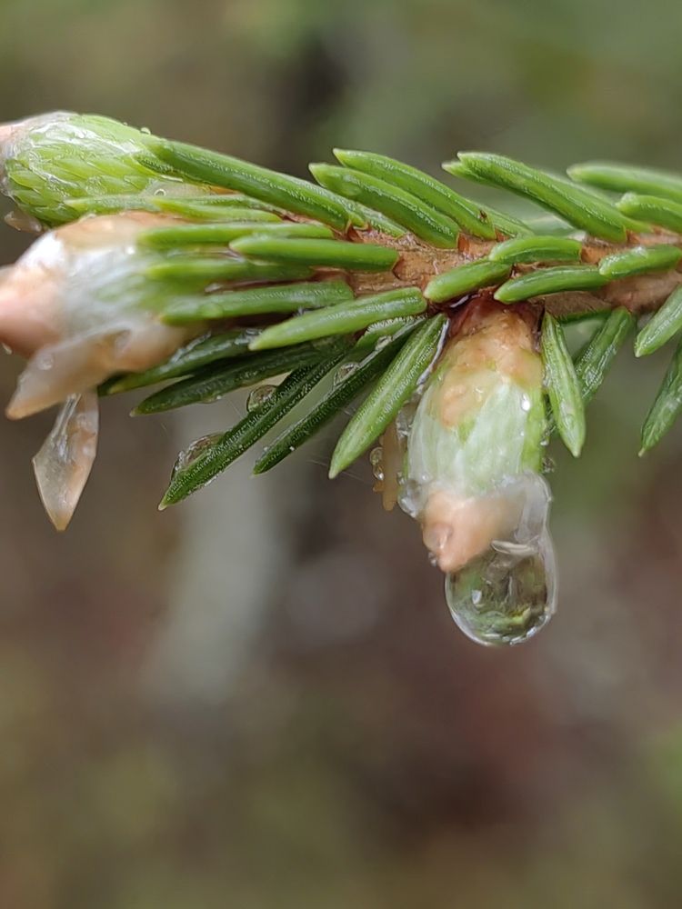 Photograph by Чкареули Светлана