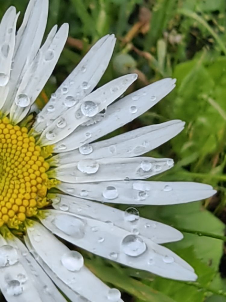 Photograph by Чкареули Светлана