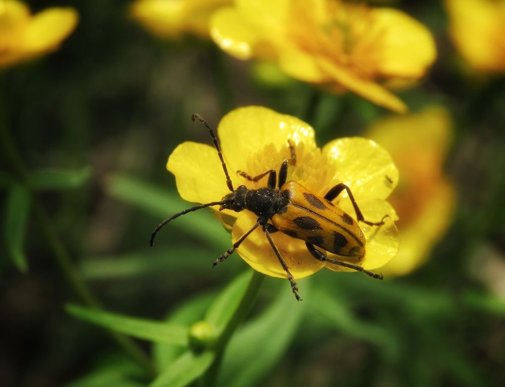 Фотография автора Екатерина Солохина