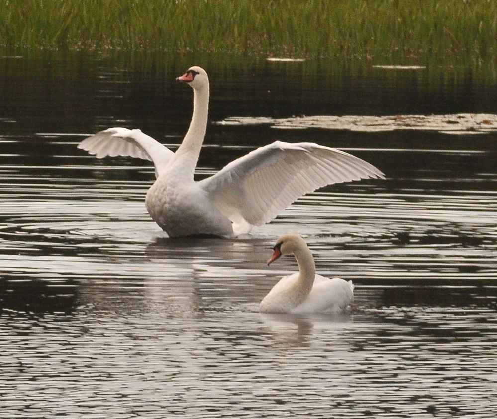 Photograph by Николай Леухин