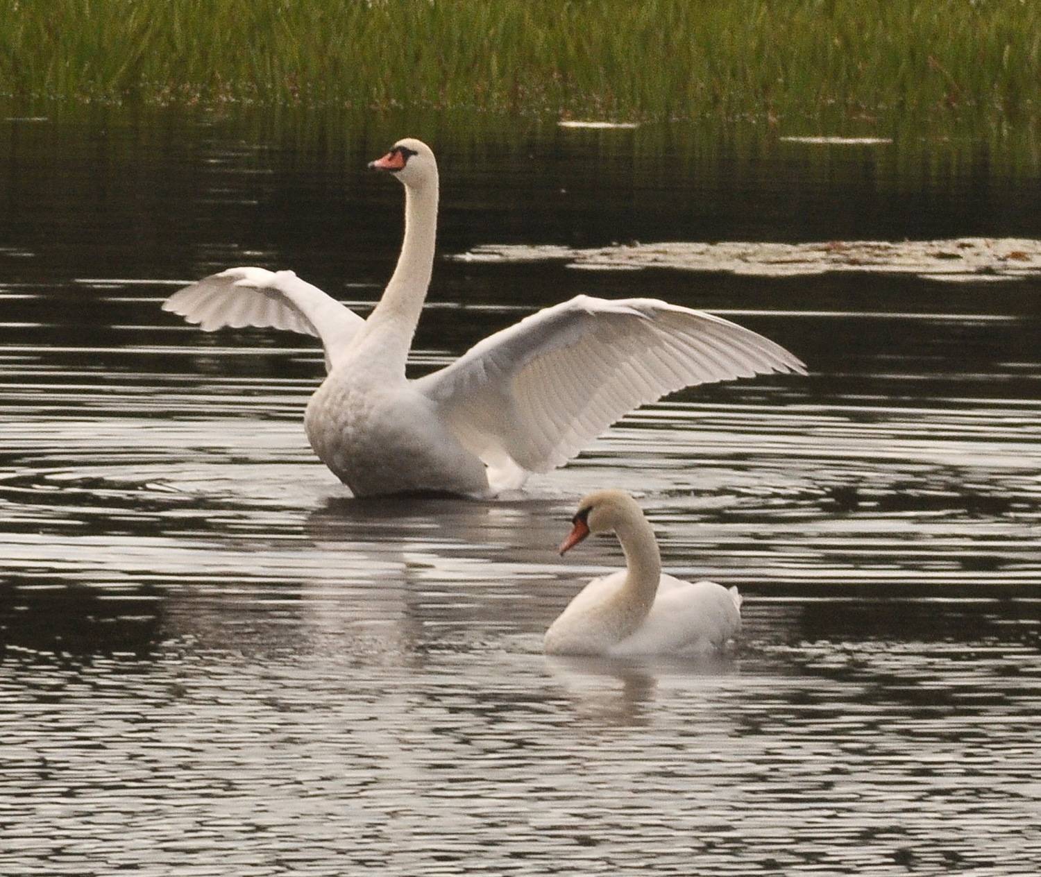 Фотография #12573418