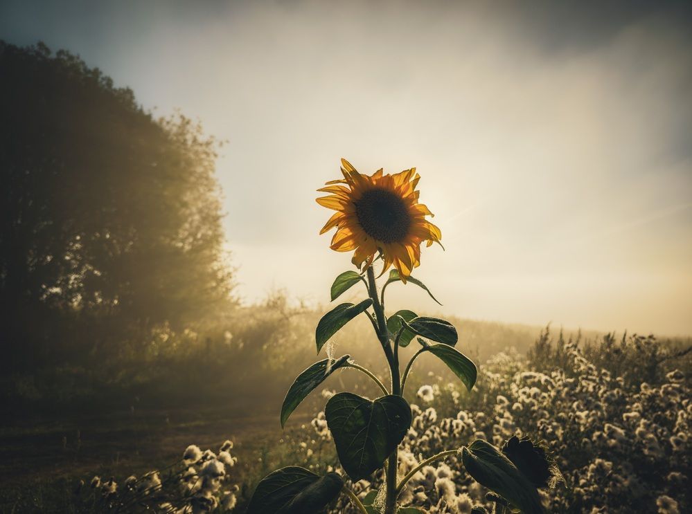 Photograph by Кирилл Сидоров