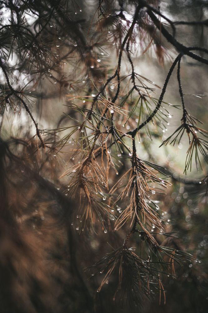 Photograph by Виктория Фирсова