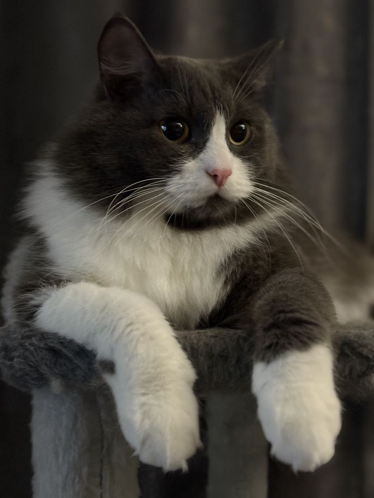 My favorite cat