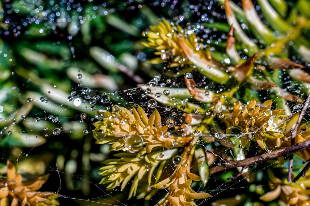 Photograph by Ирина Шибитова