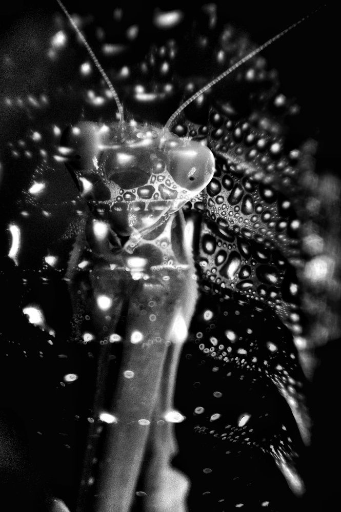 Photograph by Наталья Канищева-Медынская