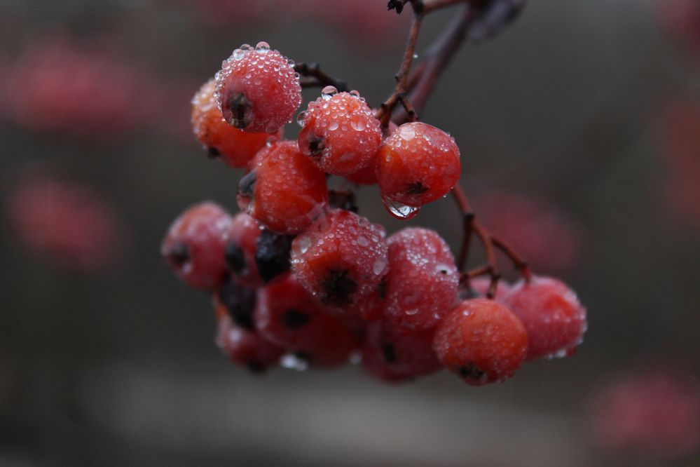 Photograph by Светлана Шубина