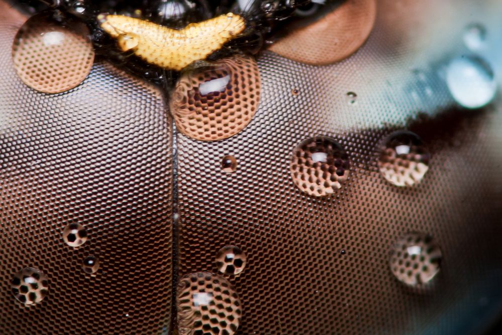 Photograph by Borislav Kostov