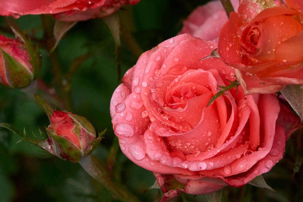 Фотография автора Dana Korolkova