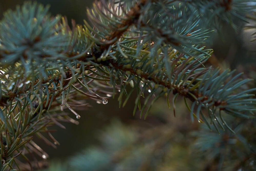 Фотография автора Dana Korolkova