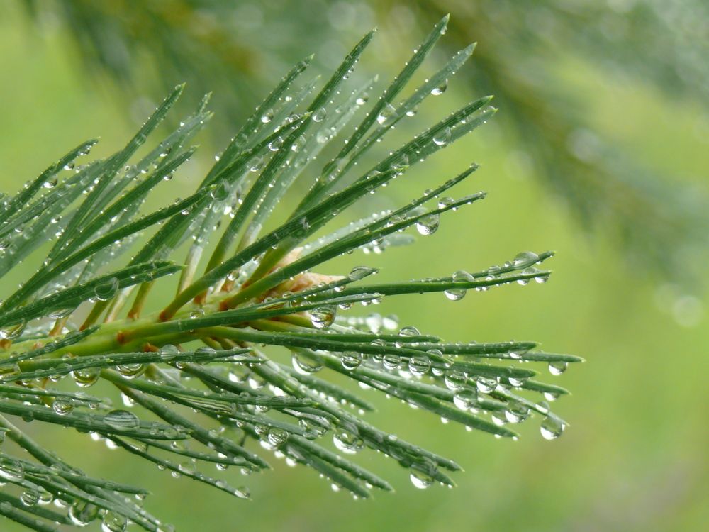 Фотография автора Анатолий Борисов