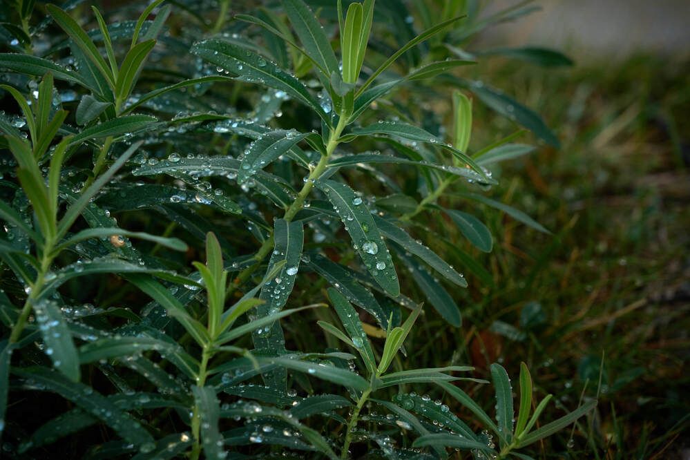 Фотография автора Dana Korolkova