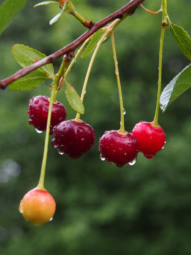 Photograph by Марианна Браун