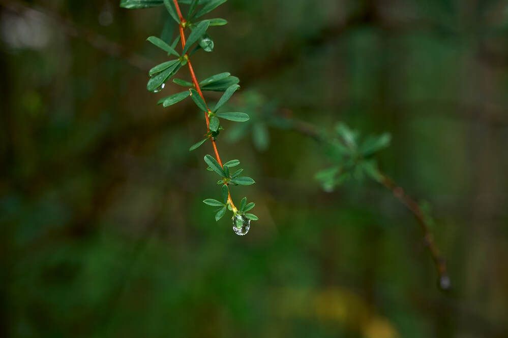 Фотография автора Dana Korolkova