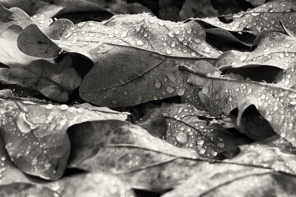 Photograph by Марианна Браун