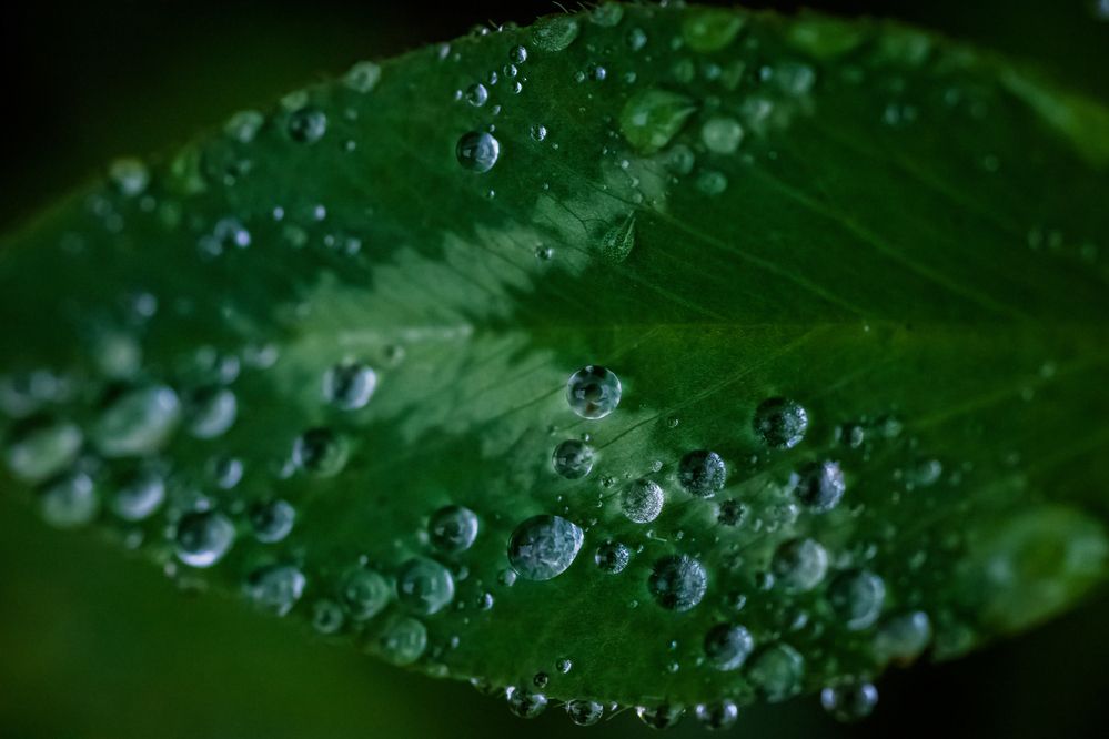 Клевер в объятиях росы