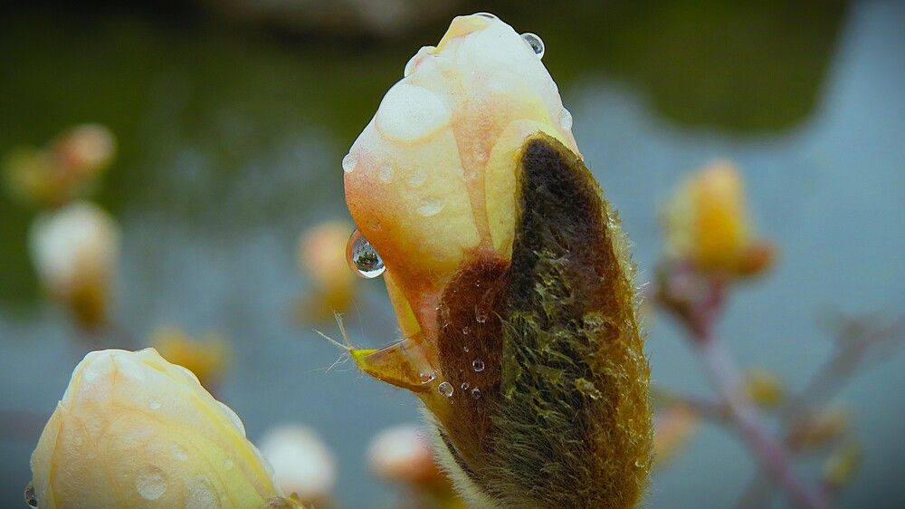 Бутон с глазами