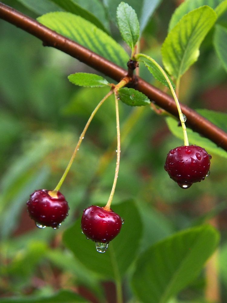 Photograph by Марианна Браун