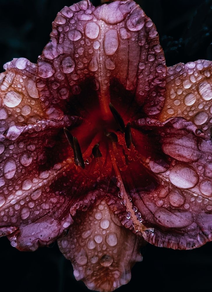 Photograph by Алёна Пшеленская