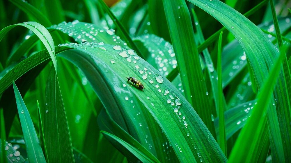 Алмазы на траве