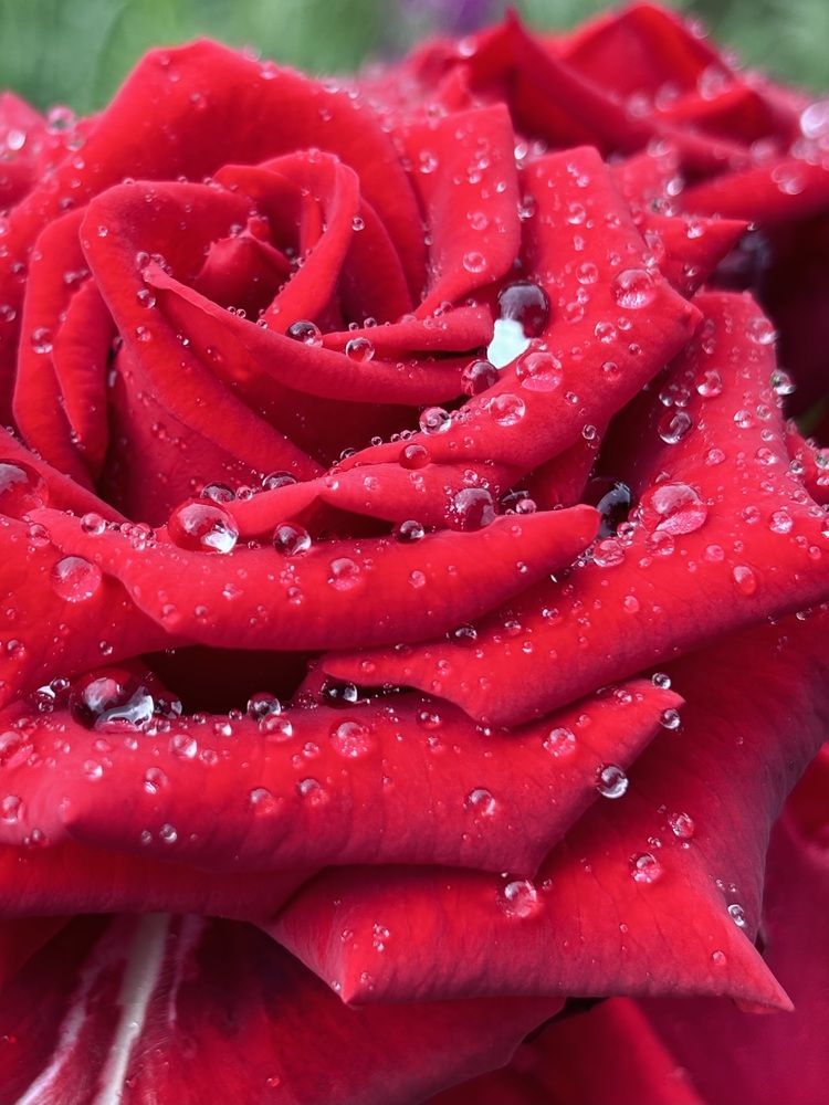 Photograph by Halina Mitsevich