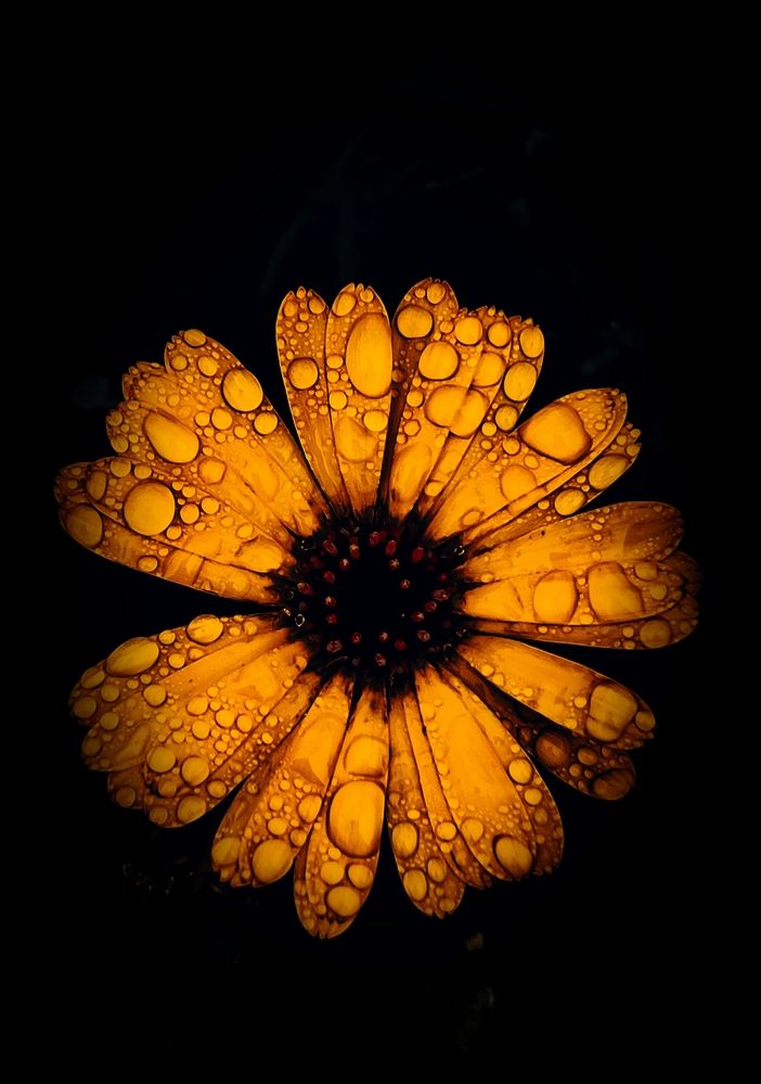 Photograph by Алёна Пшеленская