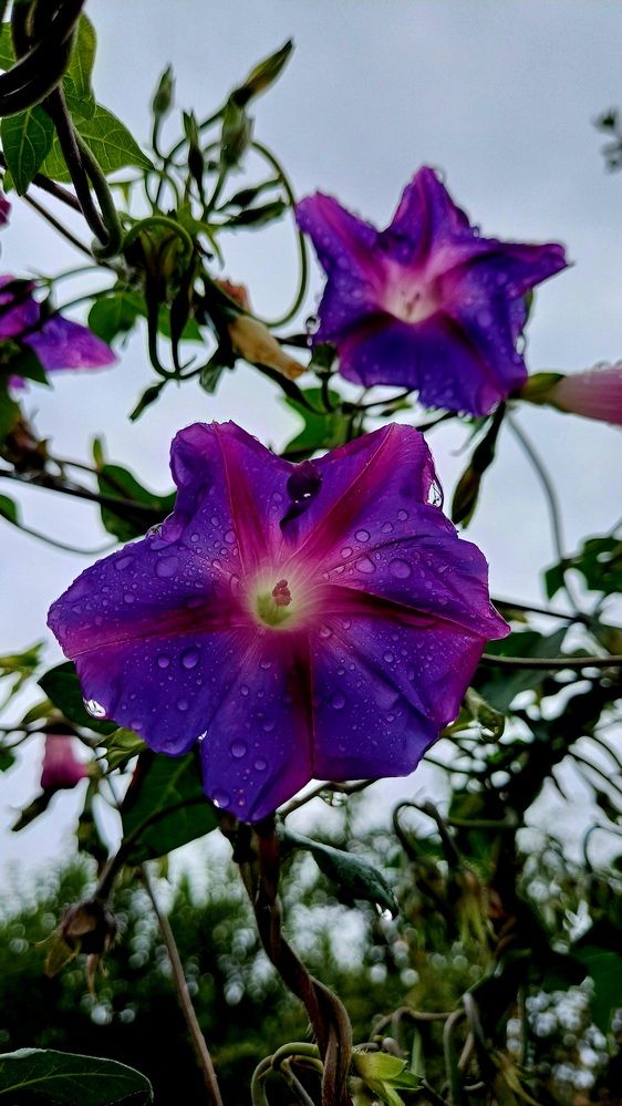 Photograph by Елена Воронова