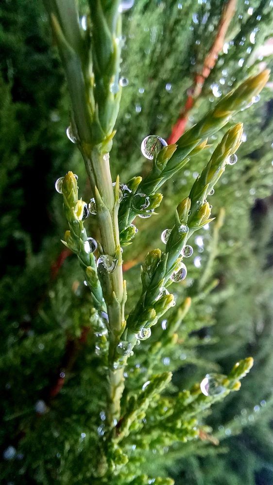 Photograph by Елена Воронова