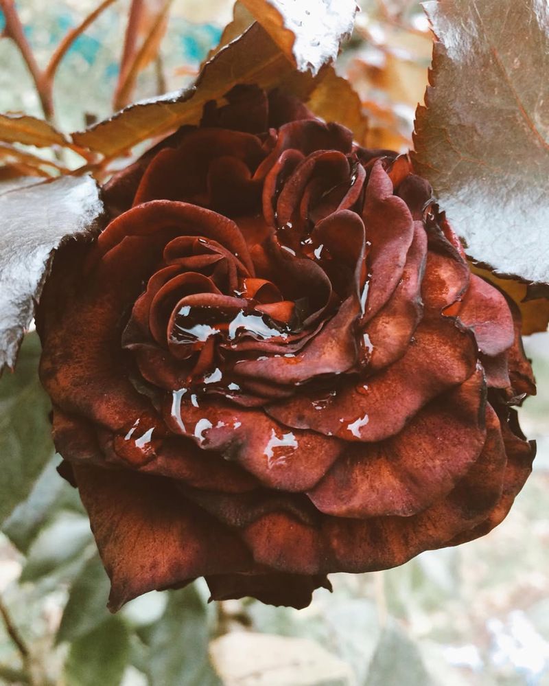 Photograph by Яна Цицилашвили