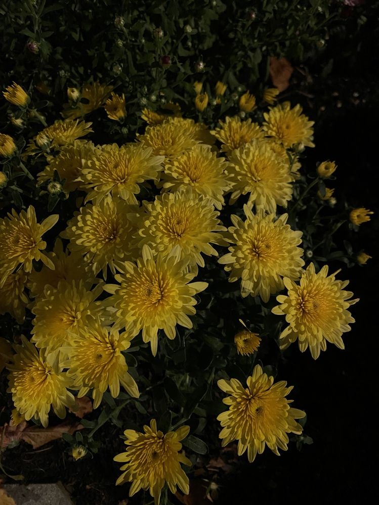 Photograph by Яна Цицилашвили