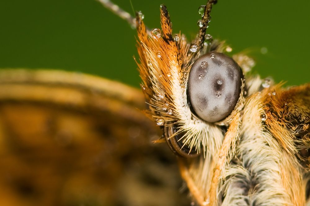 Photograph by Borislav Kostov