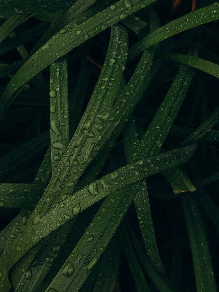 Фотография автора Анна Ворончихина