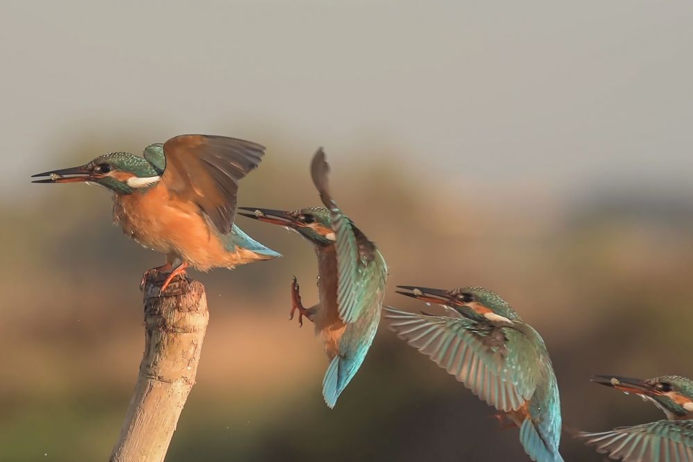 Photograph by Massimo Tamajo