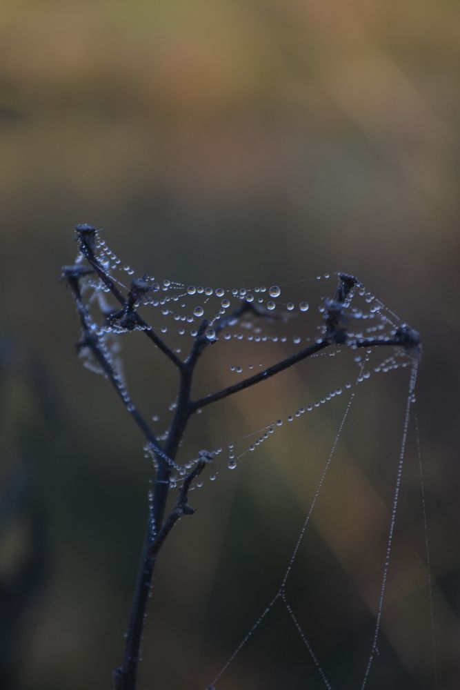 Photograph by Gildo de Campos Correa