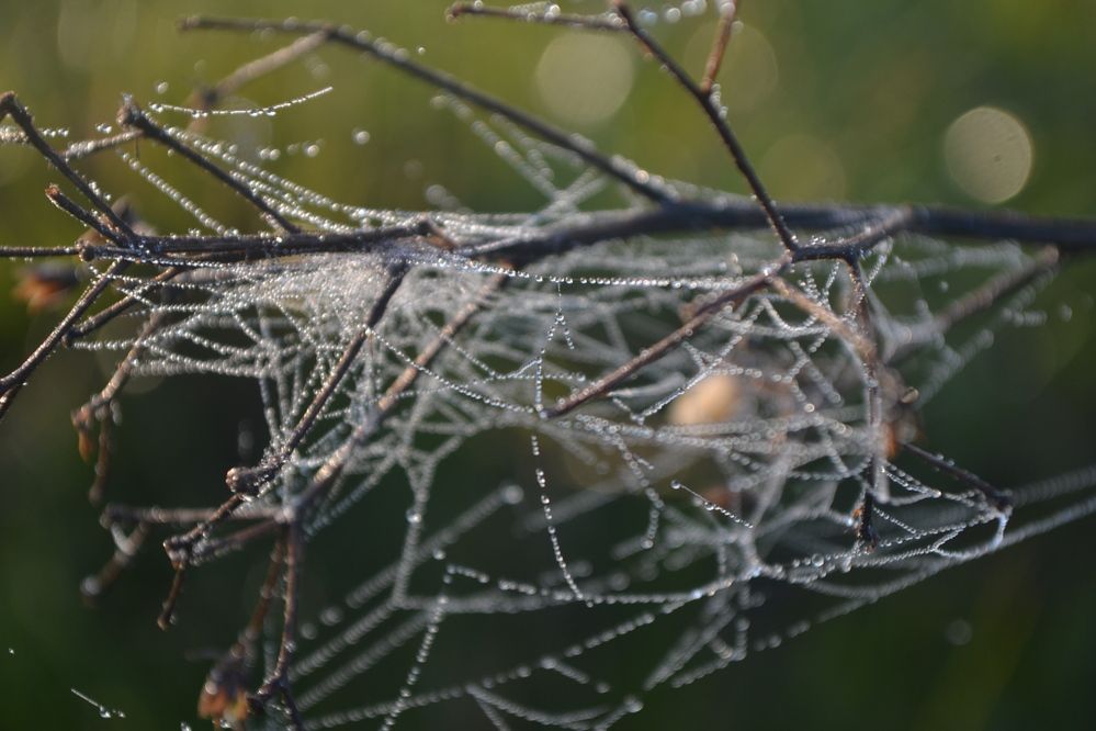 Photograph by Gildo de Campos Correa