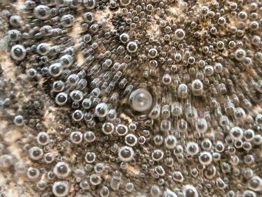 Фотография автора Shreyan Dey Sarkar