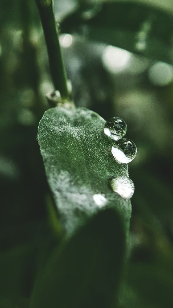 Фотография автора Анна Морозова