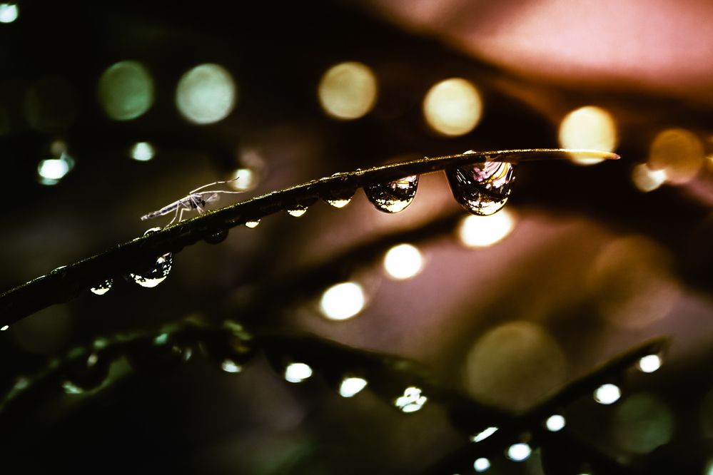 Photograph by KOHAGI