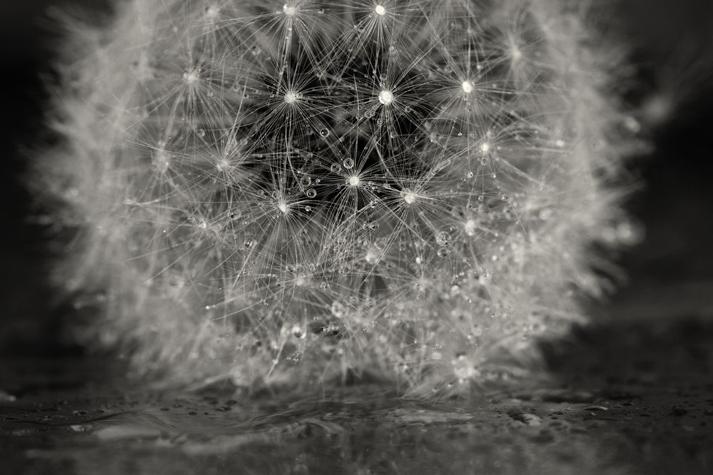 Фотография автора Василев Теодор