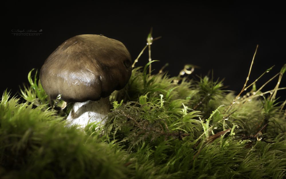 Фотография автора Василев Теодор