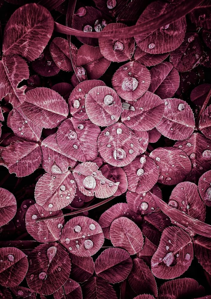 Photograph by Юлия Порфирьева