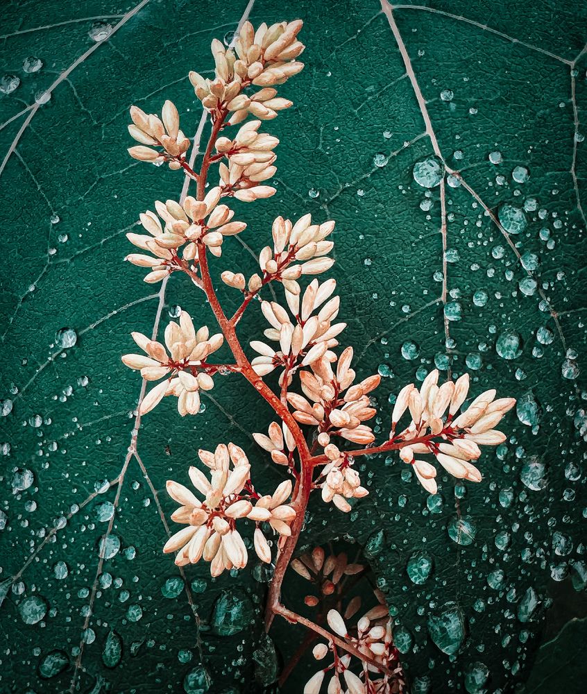 Photograph by Юлия Порфирьева